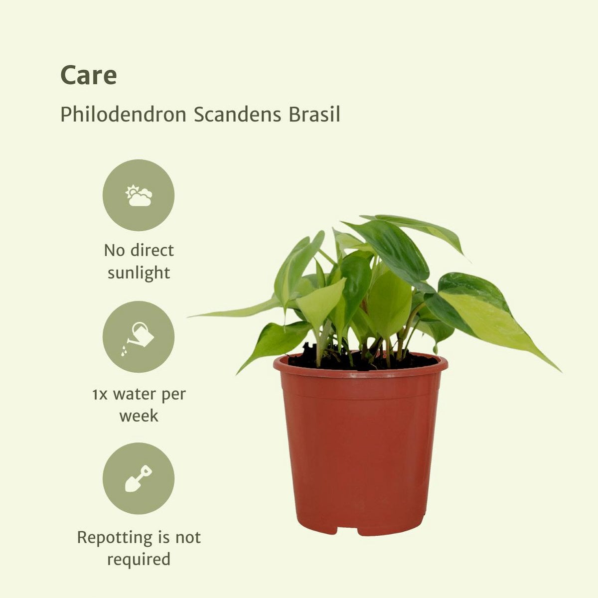 Philodendron Scandens Brasil - 4 pieces - ø12cm - ↕15cm