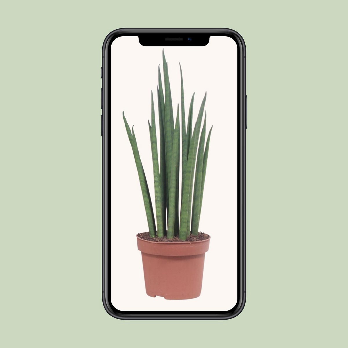 Sansevieria Mickal kamerplant Ø12cm 40cm