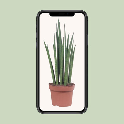 Sansevieria Mickal kamerplant Ø12cm 40cm