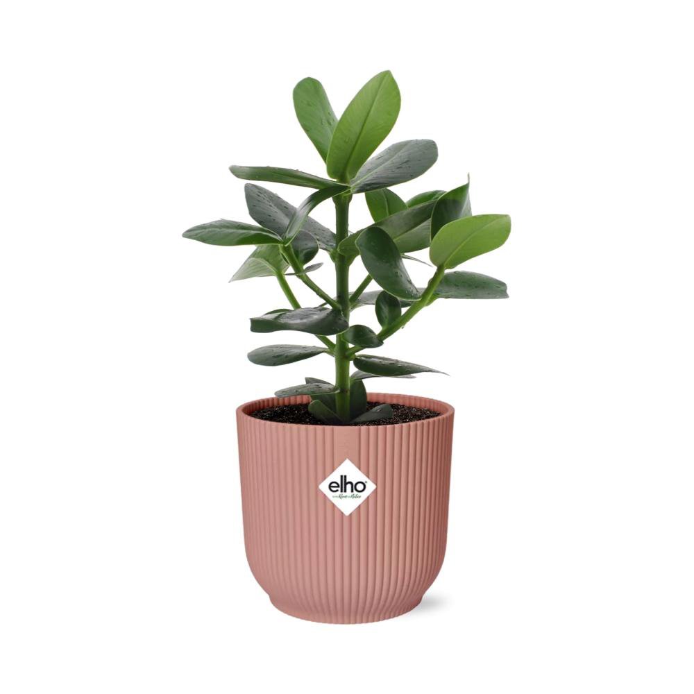 Clusia Princess in Elho Vibes Fold 14cm Pink