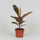 Kamerplant Ficus elastica Belize Ø12cm 30cm
