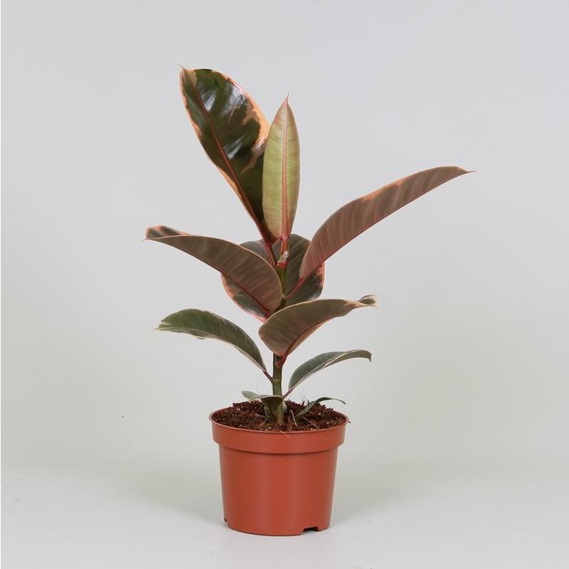 Kamerplant Ficus elastica Belize Ø12cm 30cm
