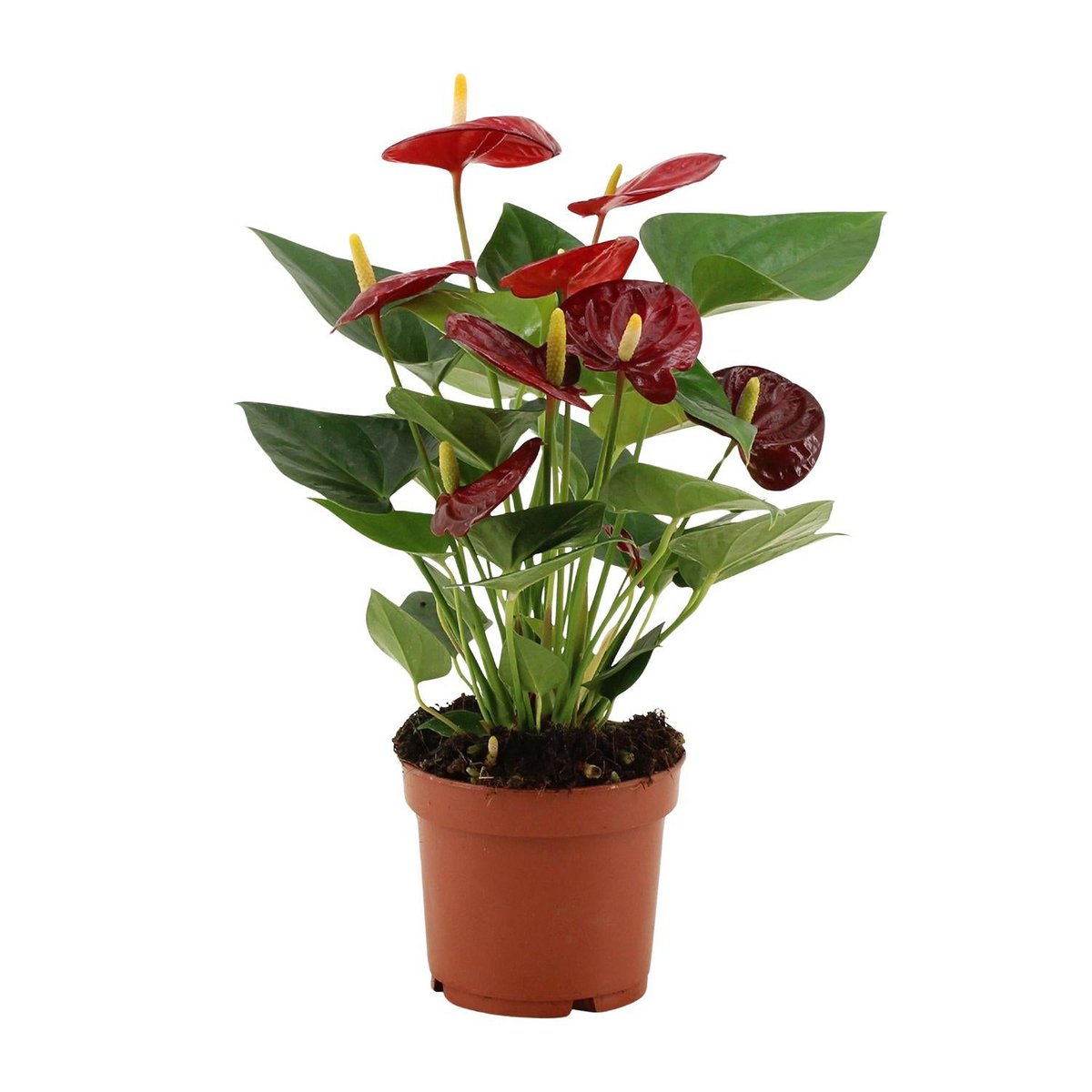 Anthurium calon in transparent sleeve - Ø12cm - ↕36cm