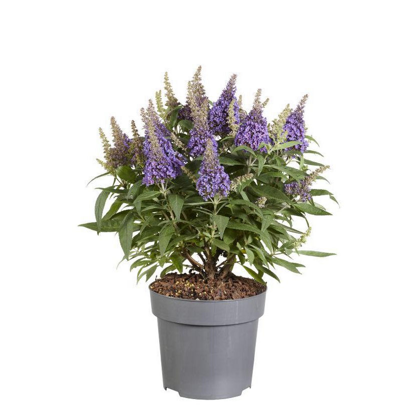 Buddleja Candy 'Little Lila' P17 (Pt) - Ø17cm - ↕40cm