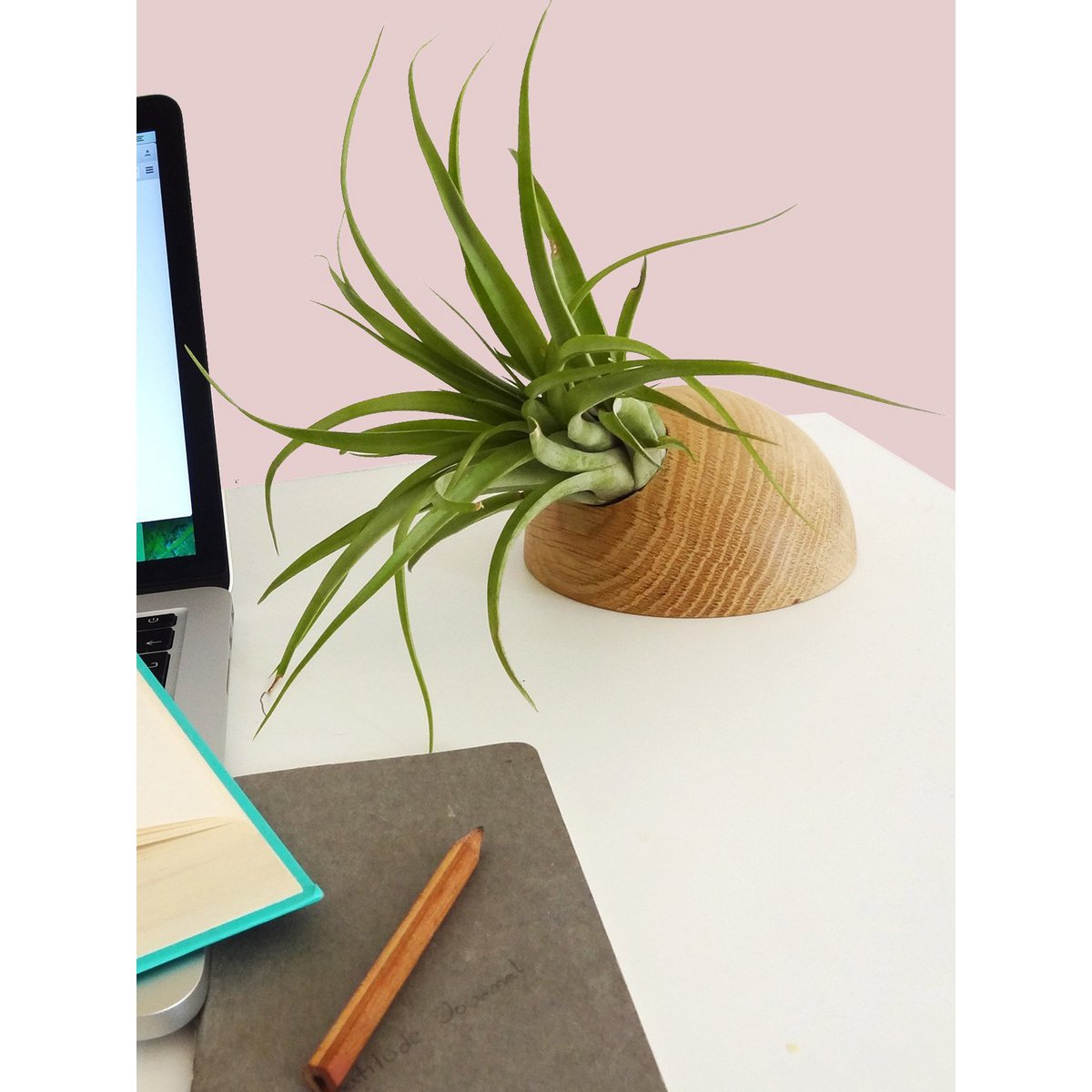 Airplant houder licht eiken Ø 12 cm