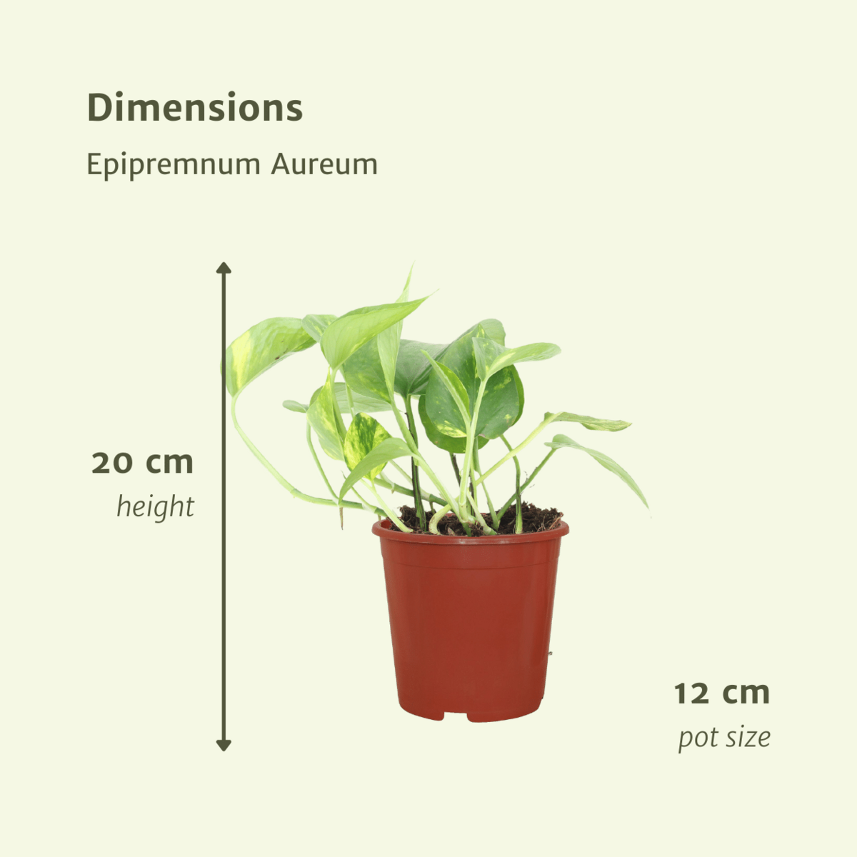 Epipremnum Golden Scindapsus 2x 20 cm pot Ø12 cm