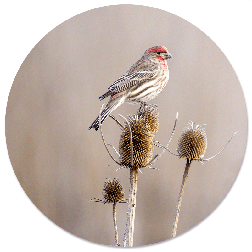 Muurcirkel small birdy