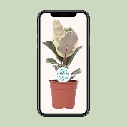 Kamerplant Ficus elastica Tineke Ø17cm ↕50cm