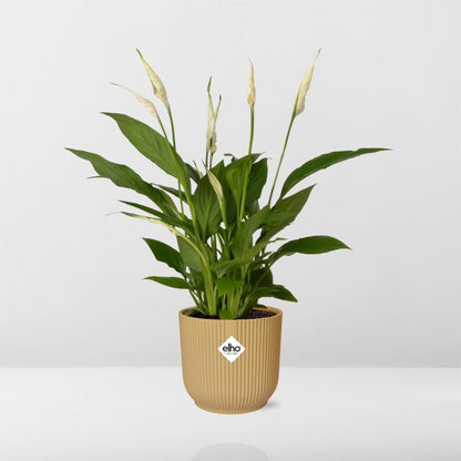 Spathiphyllum 12 cm torelli in Elho vibes vouw 14 cm geel