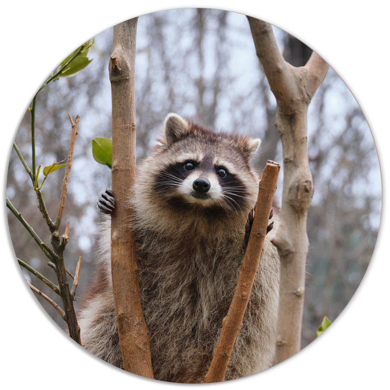 Wall circle racoon