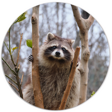 Muurcirkel racoon Dibond/Forex