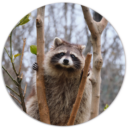 Wall circle racoon
