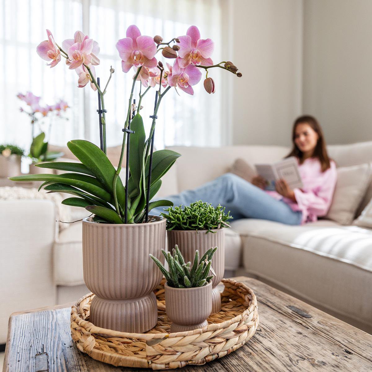 Bloeiende Gele Phalaenopsis Orchidee in Diabolo Pot Sand (Ø9cm)