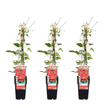 Clematis Rouge Cardinal 3 stuks ↨65cm