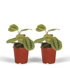 2x Maranta Fascinator - Prayer Plant - 20cm - ø12