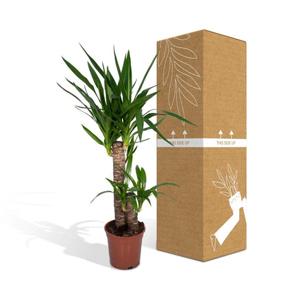 Yucca Elephantipes - Spineless Yucca - Ø17cm - ↕85cm