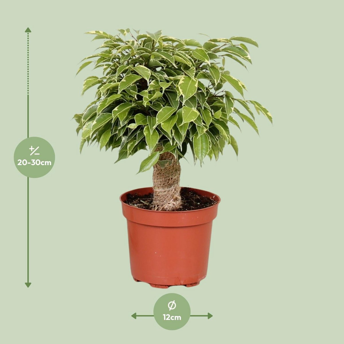 Kamerplant Ficus Benjamina Kinky Ø12cm ↕28cm