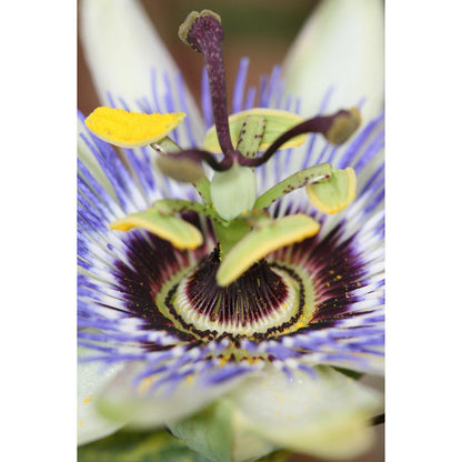 Passiflora klimplant 65 cm Ø15 cm