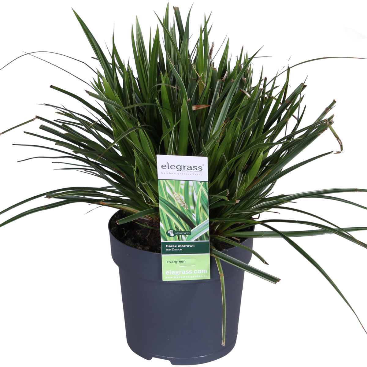 Siergras Carex Morrowii 'Ice Dance' Ø14cm 30cm