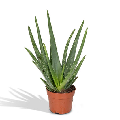 Aloë vera - Ø12 - ↨40cm