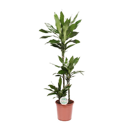 Dracaena Janet Lind 130 cm pot Ø24 cm