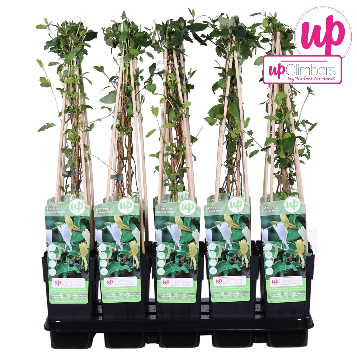 Kamperfoelie Lonicera japonica 'halliana' Ø15cm 65cm