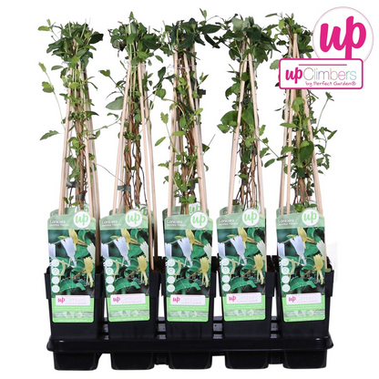 Kamperfoelie Lonicera japonica 'halliana' Ø15cm 65cm