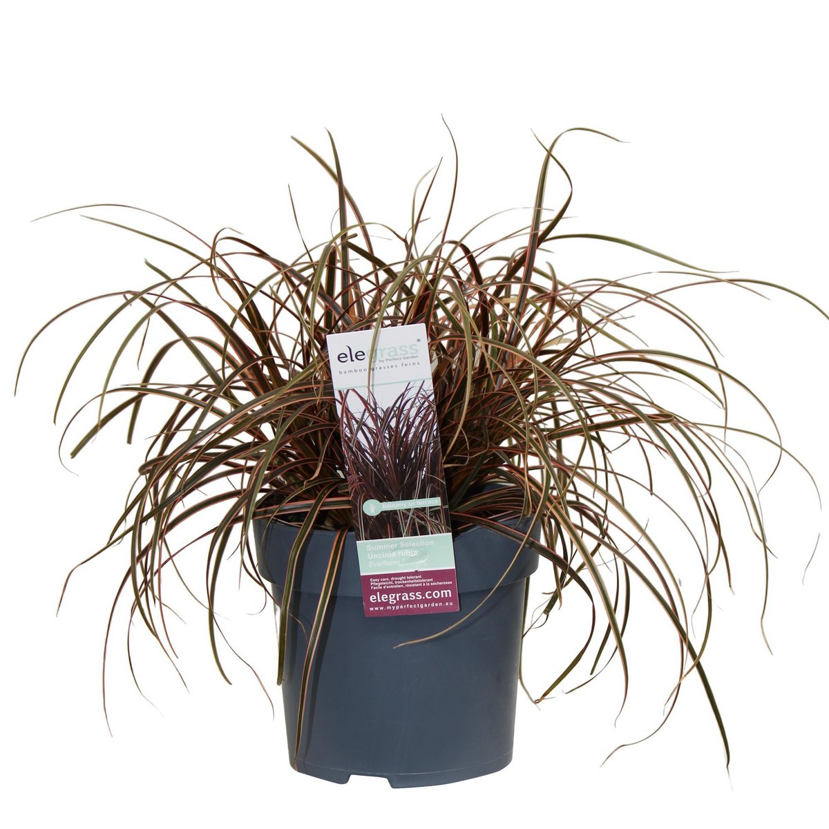 Unknown red Everflame - Ø19cm - ↕40cm - Ø14 - ↨30cm