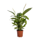 Spathiphyllum Bingo Cupido kamerplant Ø19cm ↕80cm