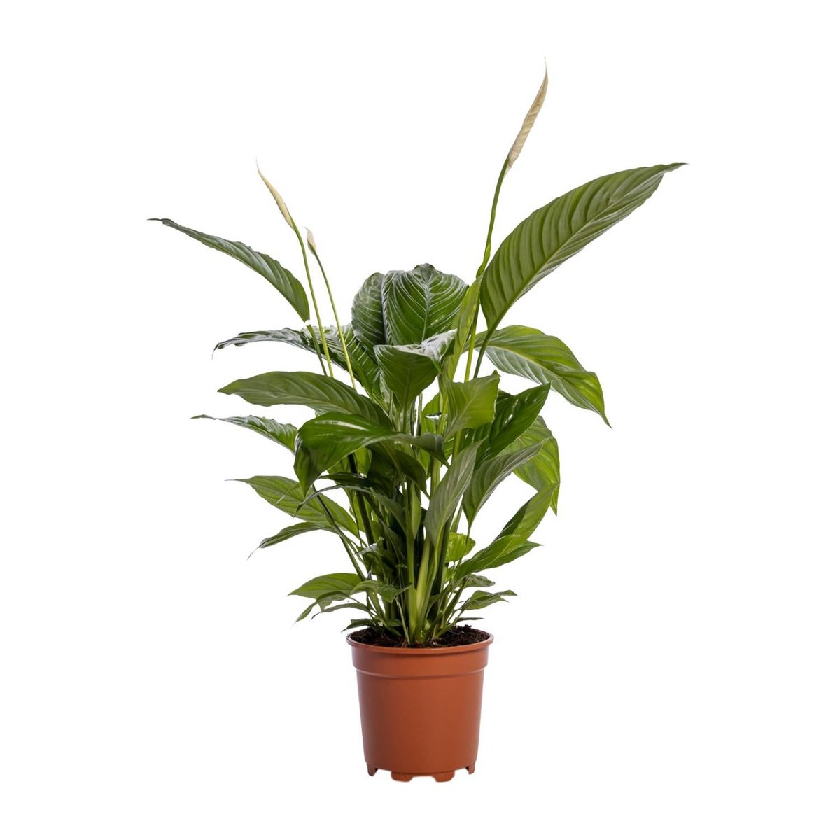 Spathiphyllum Bingo Cupido kamerplant Ø19cm ↕80cm