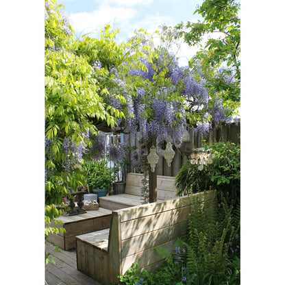 Wisteria sinensis Caroline - Paarse Regen - Ø15cm - ↕65cm