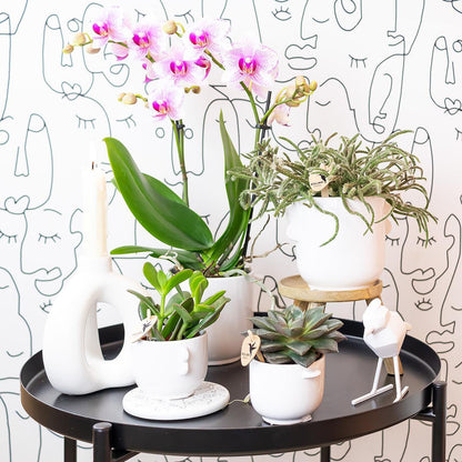Roze Phalaenopsis Orchidee - Bloeiende Kamerplant, Potmaat Ø9 cm