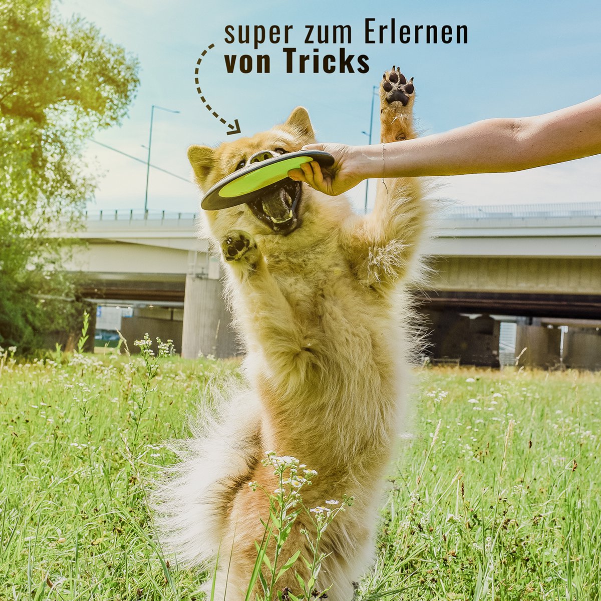 NE & NO® Dog-having-beat / Wide-flying dog toy