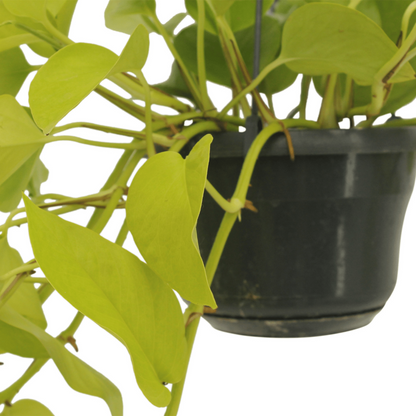 Kamerplant Epipremnum Golden Pothos 2 stuks Ø15cm
