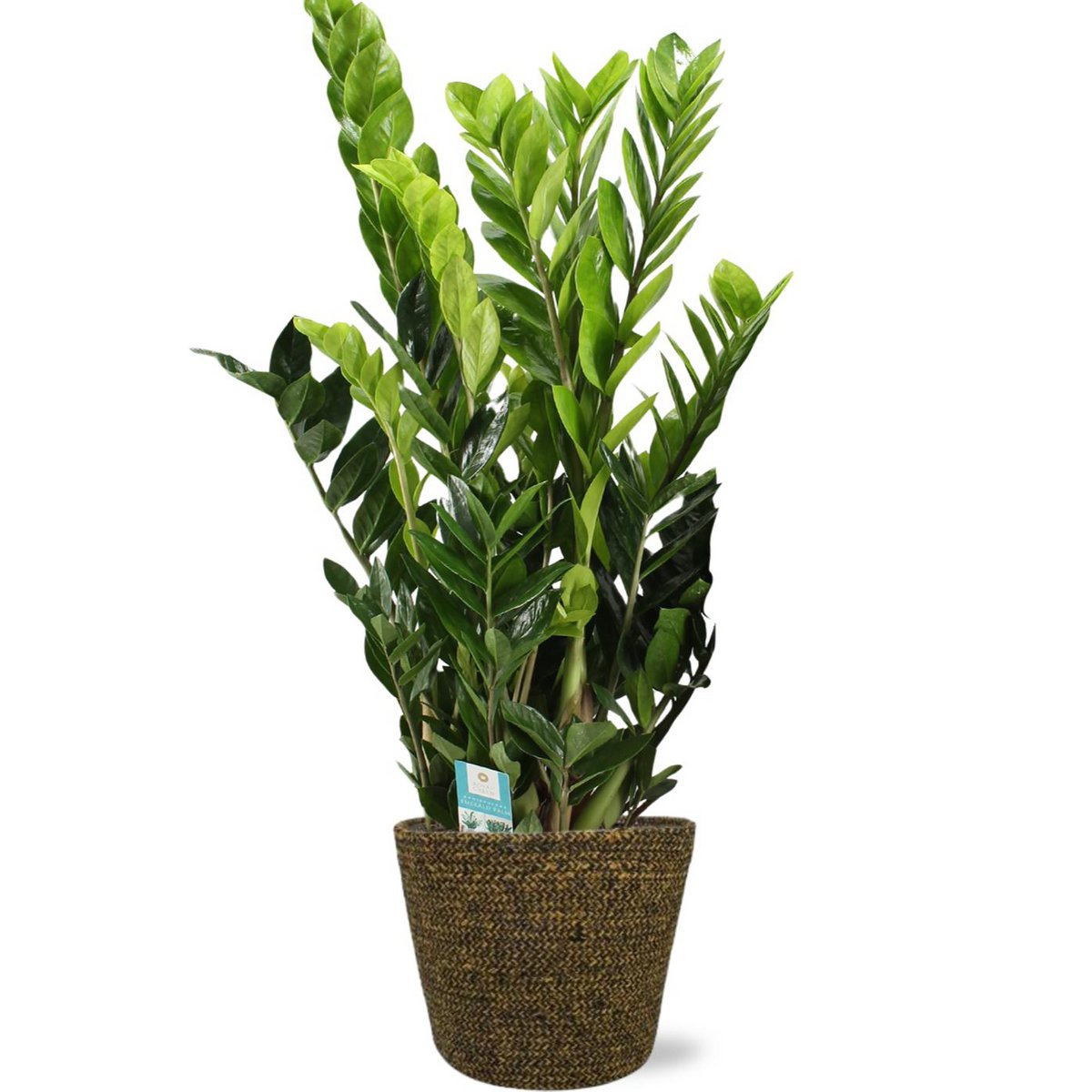 Zamioculcas Zamiifolia Met Pot 22x19 Zwart Hoogte 95 Cm