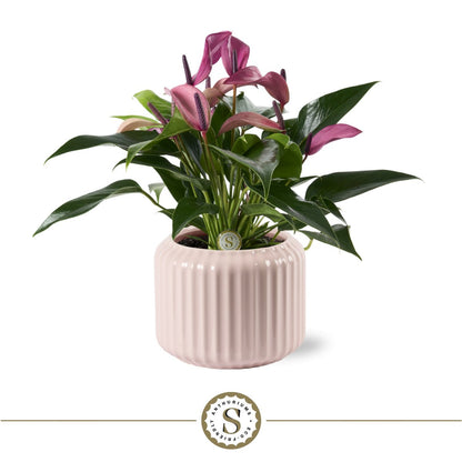Sierpot keramiek 16 cm pastel pink ribpatroon