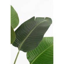 Artificial Banana Tree In Pot Height 180 Cm Green Decorative