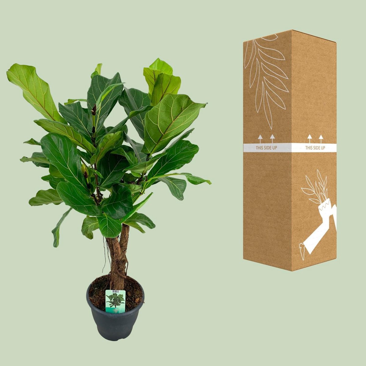 WSTKB [P26-H100] Ficus Lyrata