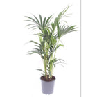 Kentia palm 75 cm Ø17 cm
