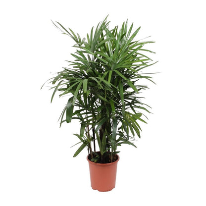 Kamerplant Rhapis excelsa vrouwenpalm P27H120