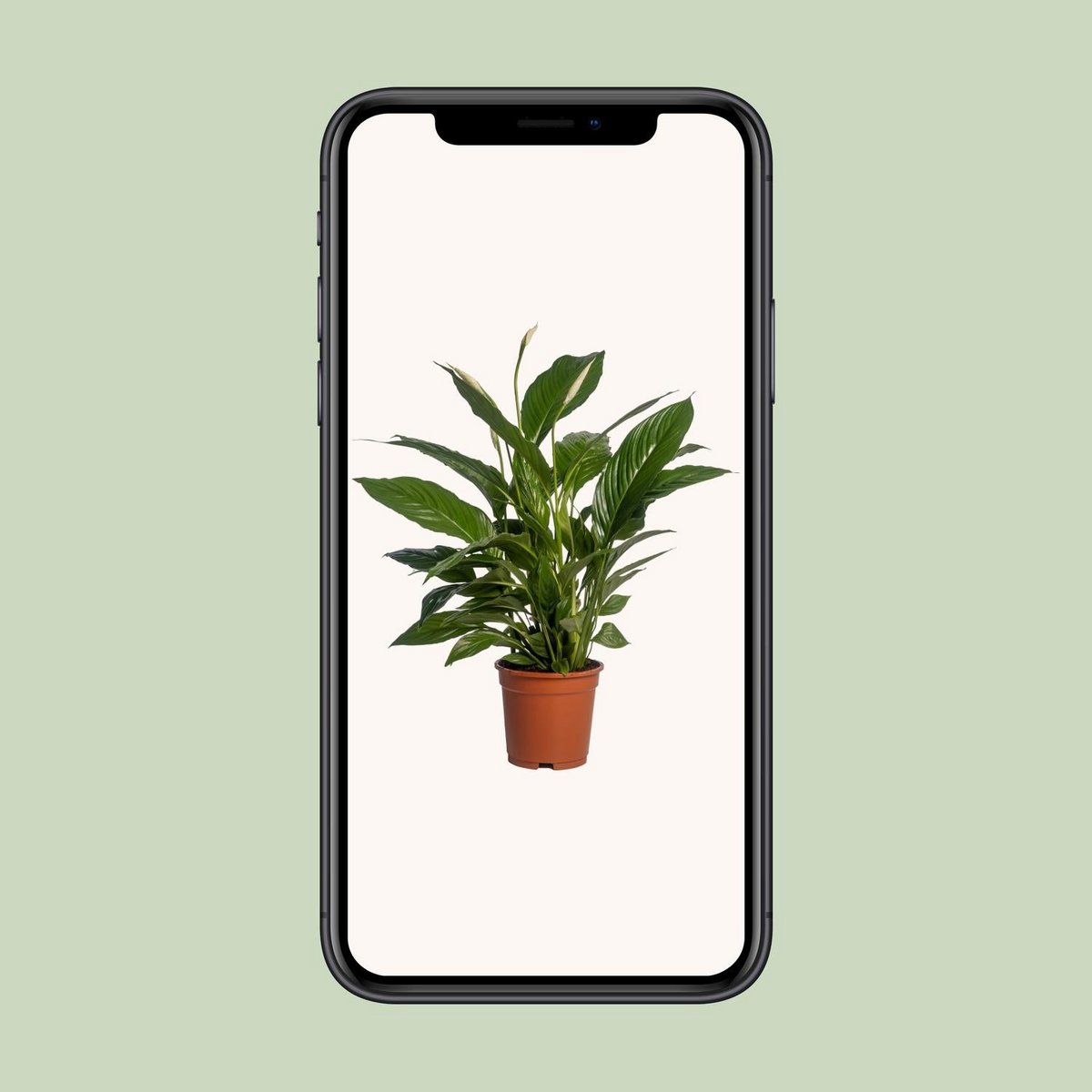 Spathiphyllum vivaldi kamerplant Ø17cm 70cm