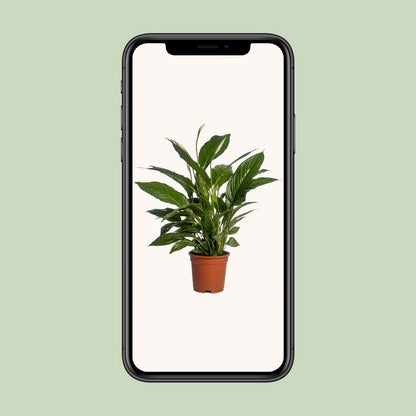Spathiphyllum vivaldi kamerplant Ø17cm 70cm