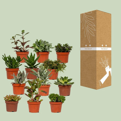 Succulente mix - 1 stuk - Ø10,5 cm - ↕12cm
