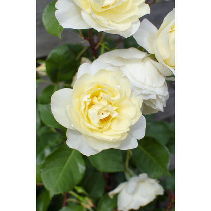 Klimroos 'Vanilla' crème 65 cm