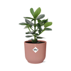 Clusia Princess in Elho Vibes Fold 14cm Pink