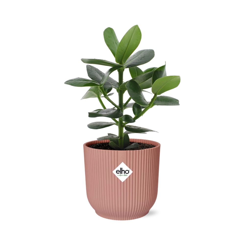Clusia Princess in Elho Vibes Fold 14cm Pink