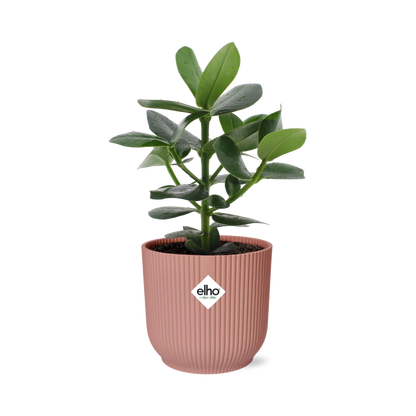 Clusia Princess in Elho Vibes Fold 14cm Pink
