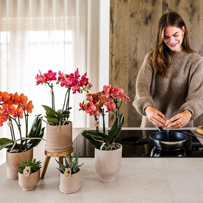 Bloeiende Rode Orchidee met Bali Sierpot Zand Ø9 cm