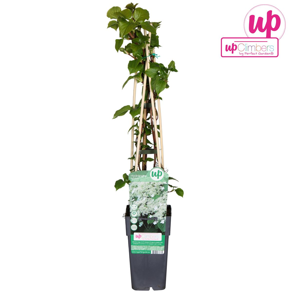 Hydrangea Petiolaris - Klimhortensia - Ø15cm - ↕65cm
