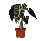 Kamerplant Alocasia Amazonica Polly Ø12cm ↕30cm
